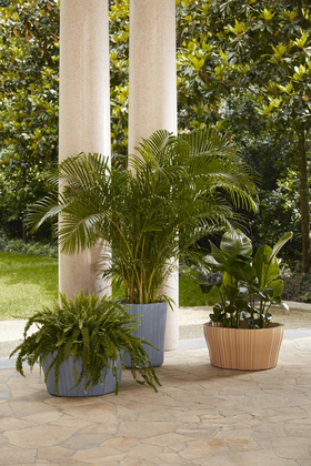 produit-corteza-Mise-en-situation-4